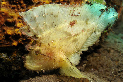 Camouflaged reef fish underwater for Blackfin Boats fishing and marine life content.